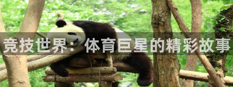 海南利记官网下载发展怎么样:竞技世界:体育巨星的精彩故事